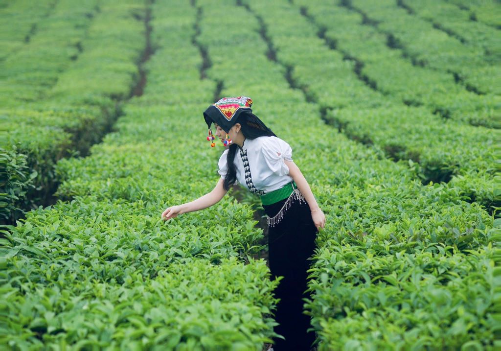 Du khách chụp ảnh trong đồi chè với trang phục thổ cẩm của đồng bào Thái.